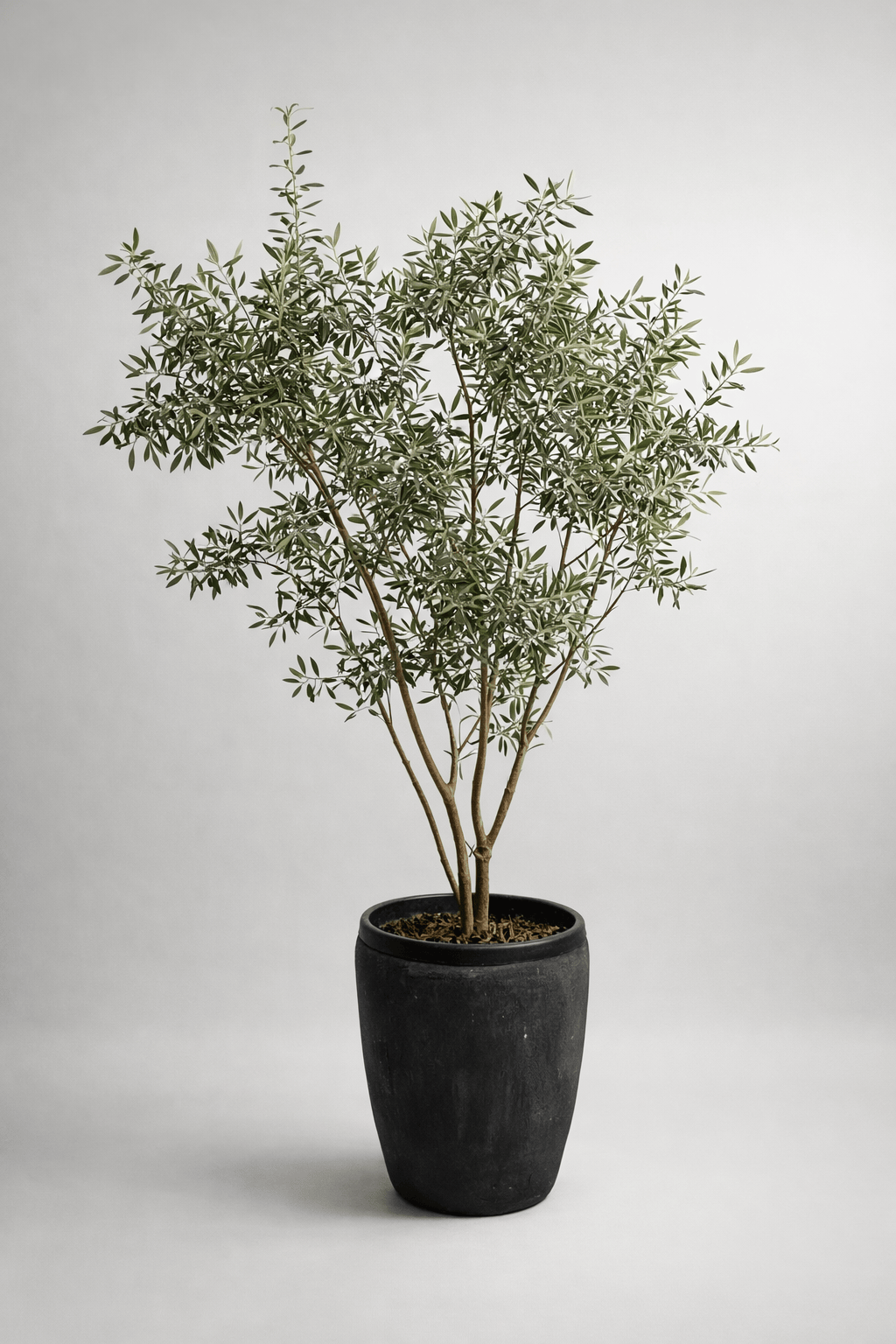 Zeytin Ağacı